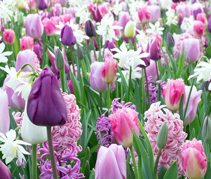 Mélange Purplish (Bio, 25pcs)