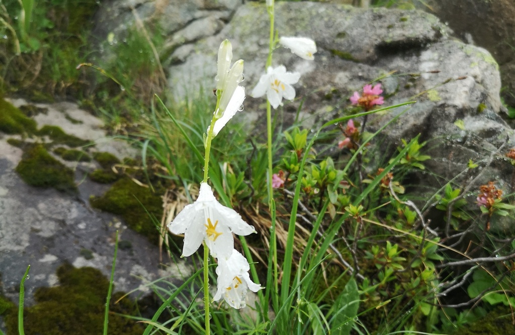 Anthericum liliago