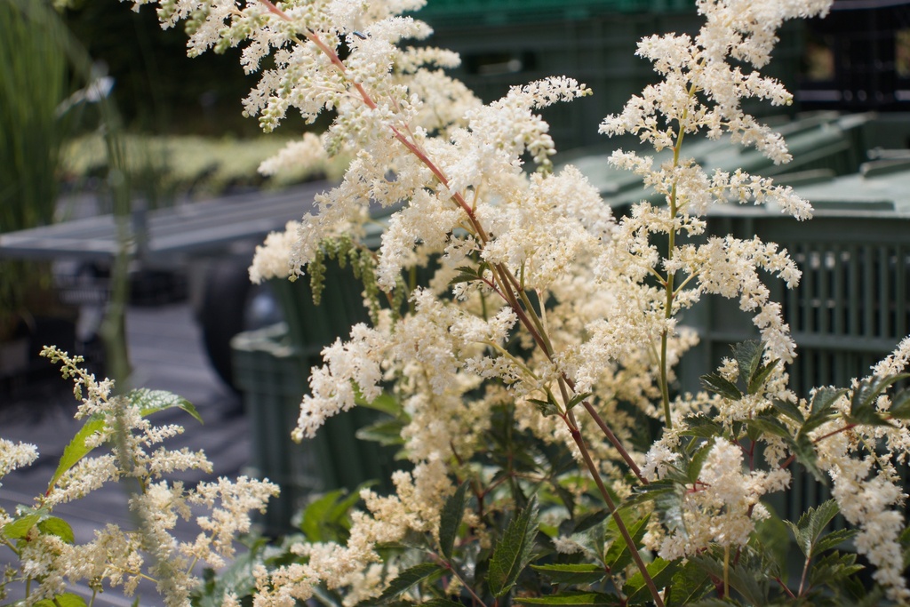 Astilbe arendsii (x) 'Brautschleier' (Bio)