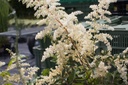 Astilbe arendsii (x) 'Brautschleier'