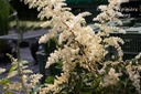 Astilbe arendsii (x) 'Brautschleier'