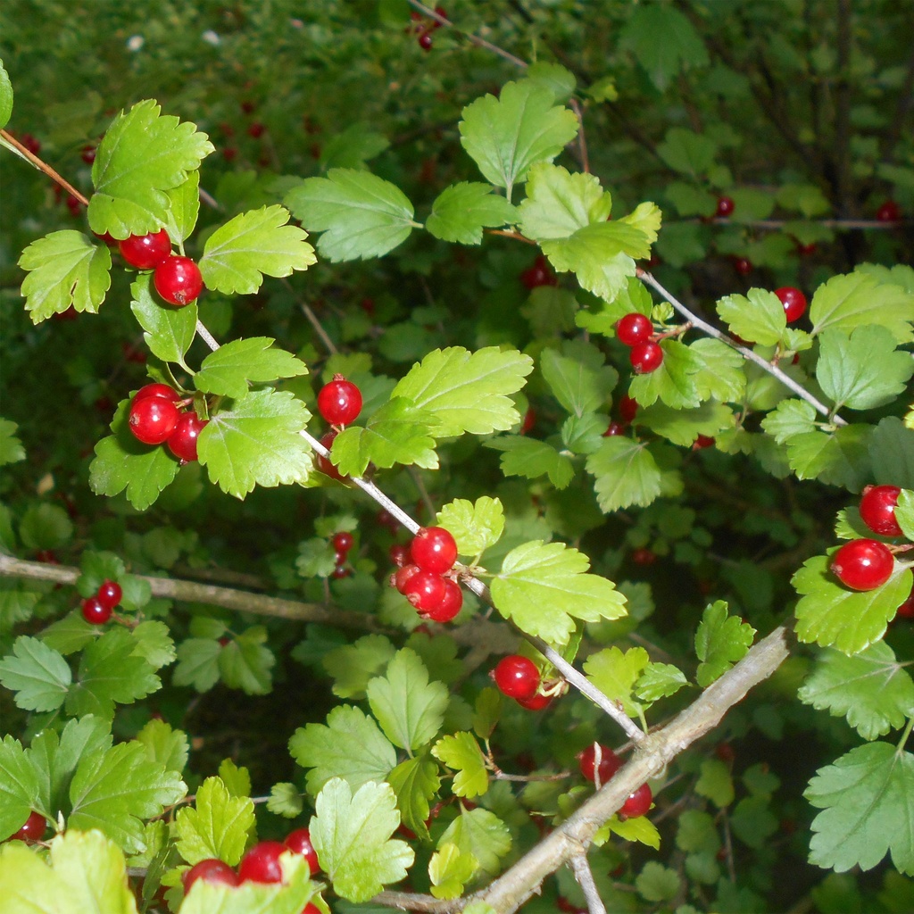 Ribes alpinum (Bio, 60/80)