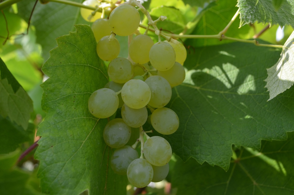 Vitis Raisin 'Noah'