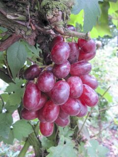 Vitis (raisin avec peu de pépins) 'Miss Rosé'