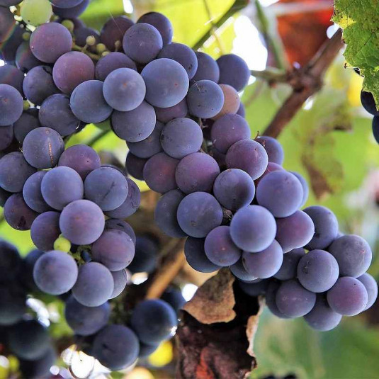 Vitis (raisin avec peu de pépins) 'Isabella'