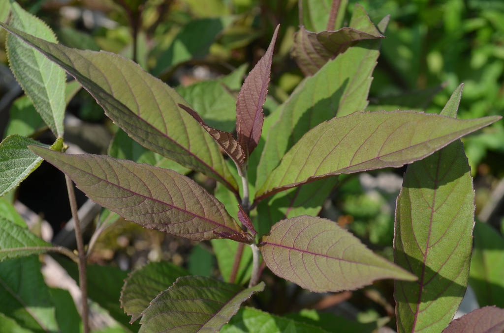 Callicarpa bodinieri 'Pearl Glam'