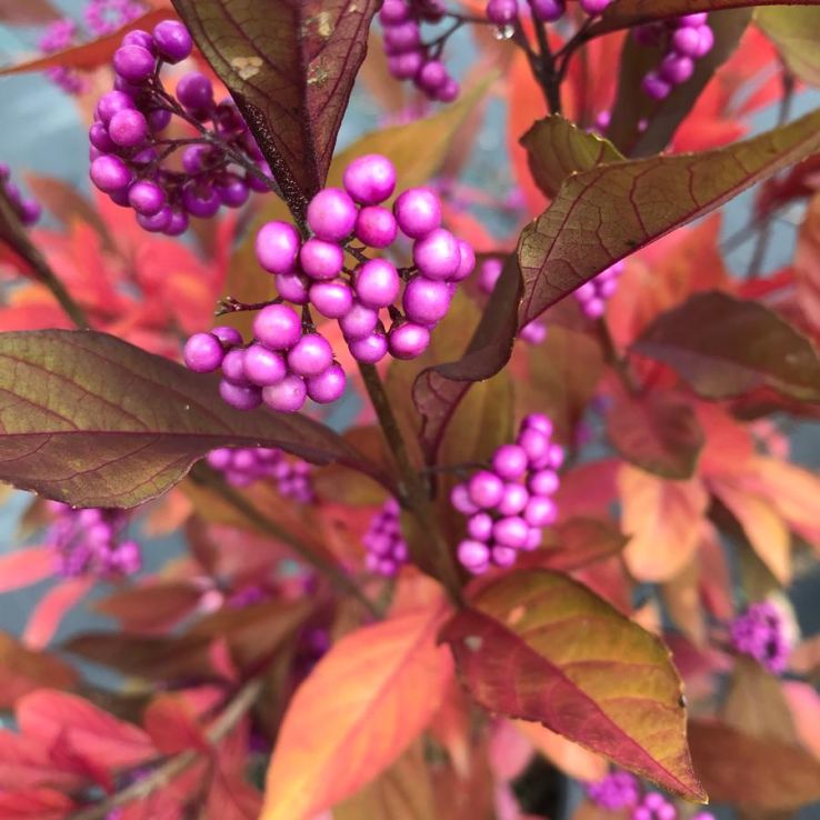 Callicarpa bodinieri 'Pearl Glam'