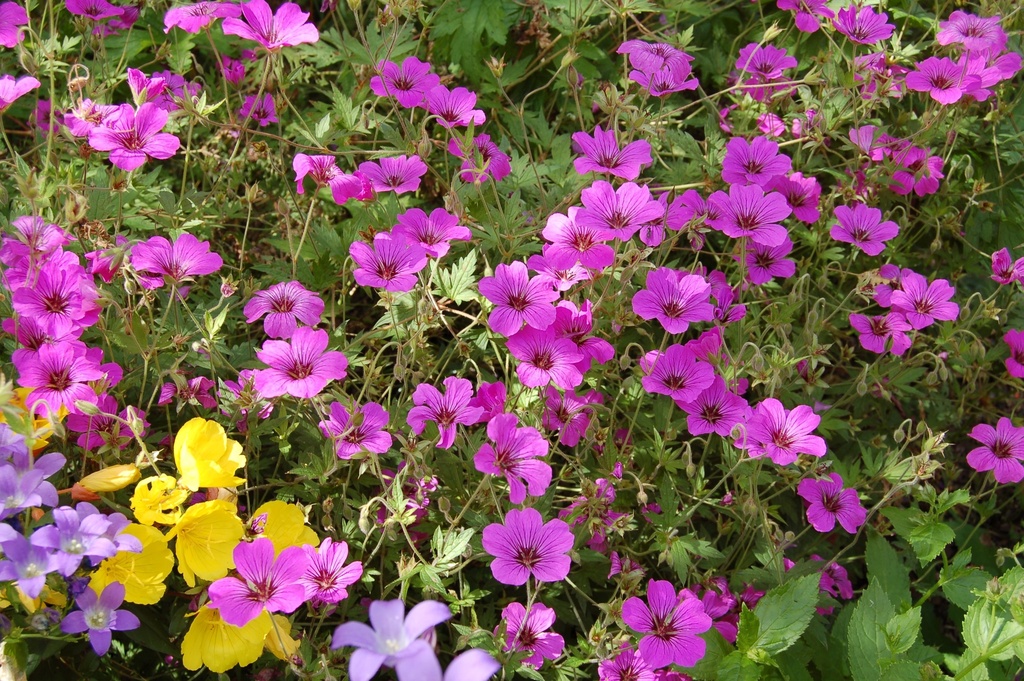 Geranium hybride 'Patricia'