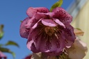 Helleborus orientalis 'Pink Spotted double'