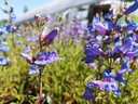 Penstemon hybride 'Catherine de la Mare'