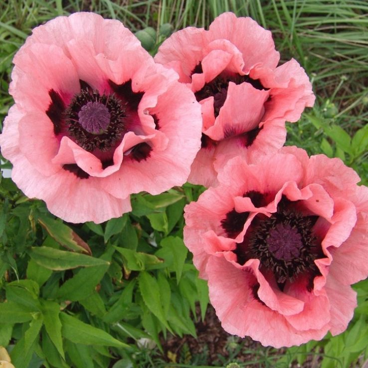 Papaver orientale 'Victoria Louise'