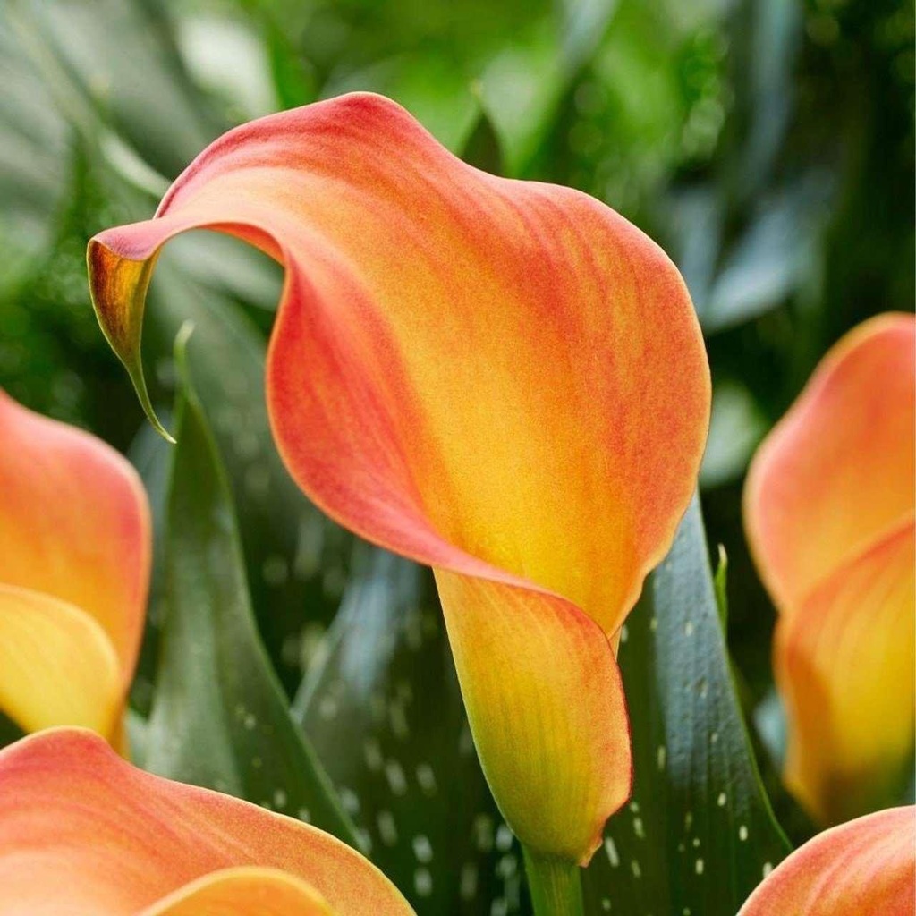 Zantedeschia 'Morning Sun' (Bio)