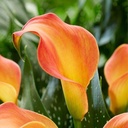 Zantedeschia 'Morning Sun'