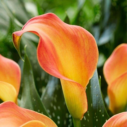 Zantedeschia 'Morning Sun' (Bio)