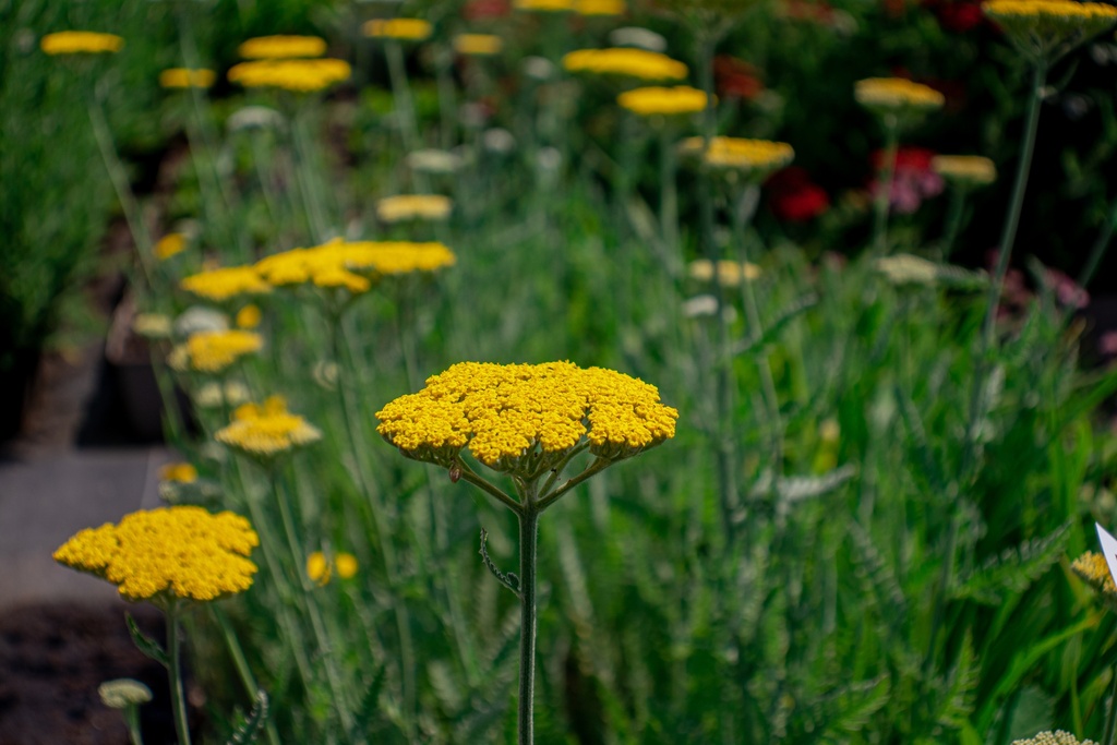 Assortiment Brise d'été pour 10m² (Bio)
