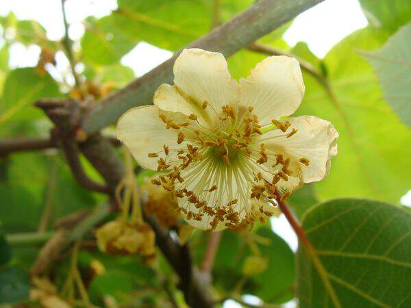 Kiwi mâle 'Tomuri'
