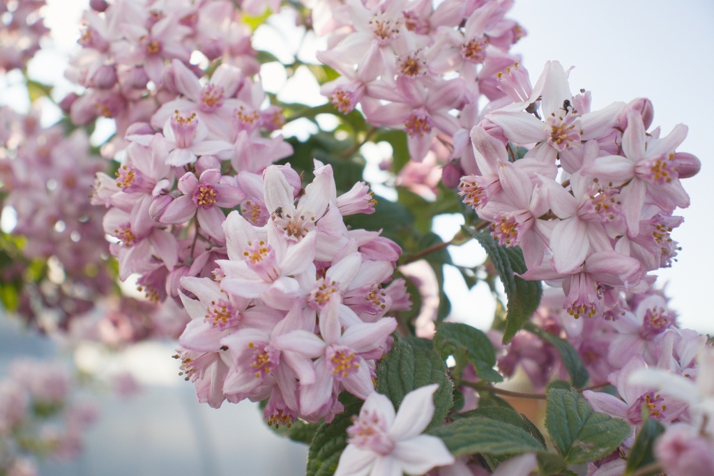 Deutzia crenata 'Tourbillon Rouge'