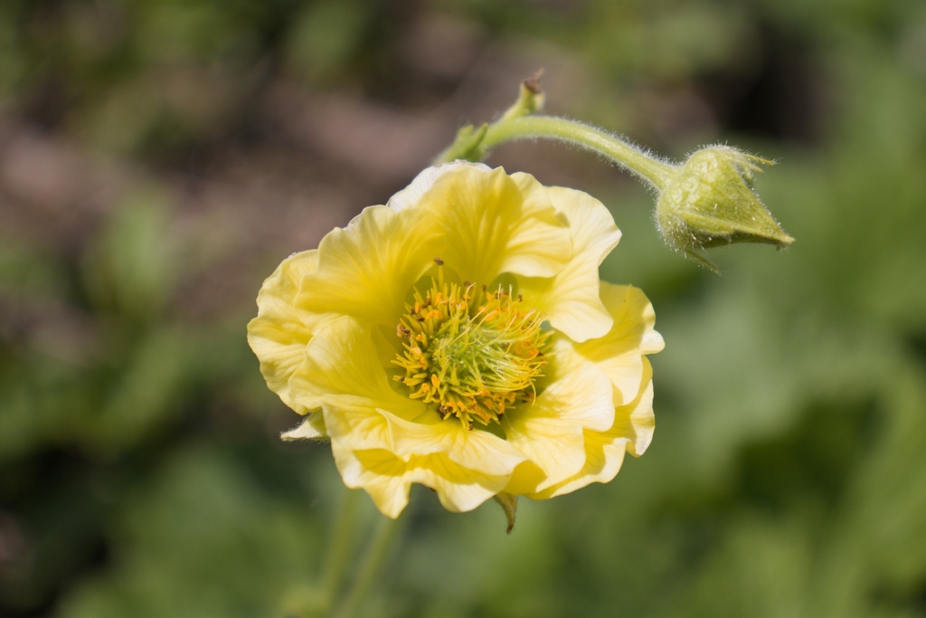 Geum hybride 'Banana Daikiri' (Bio)