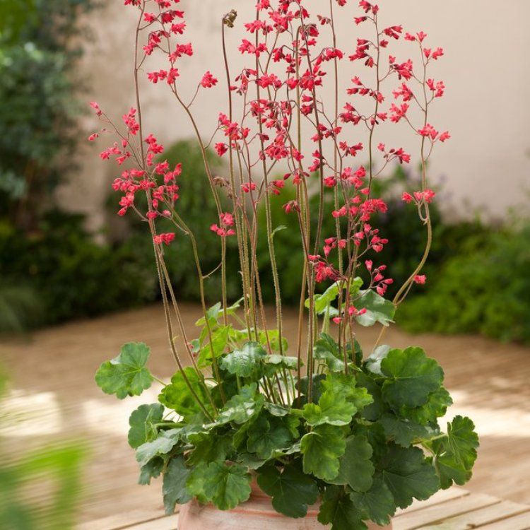 Heuchera x brizoides 'Pluie de Feu'