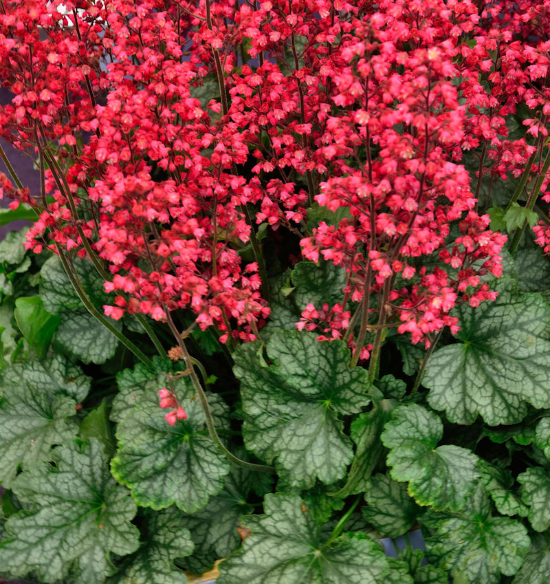 Heuchera x brizoides 'Pluie de Feu'