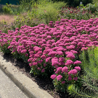 Sedum spectabile 'Carl' (Bio)