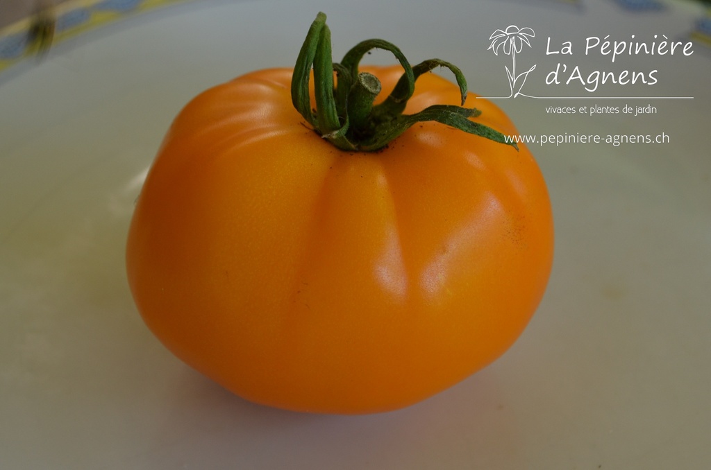 Tomate 'Mangue' (Bio)