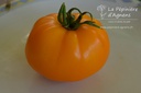 Tomate 'Mangue'