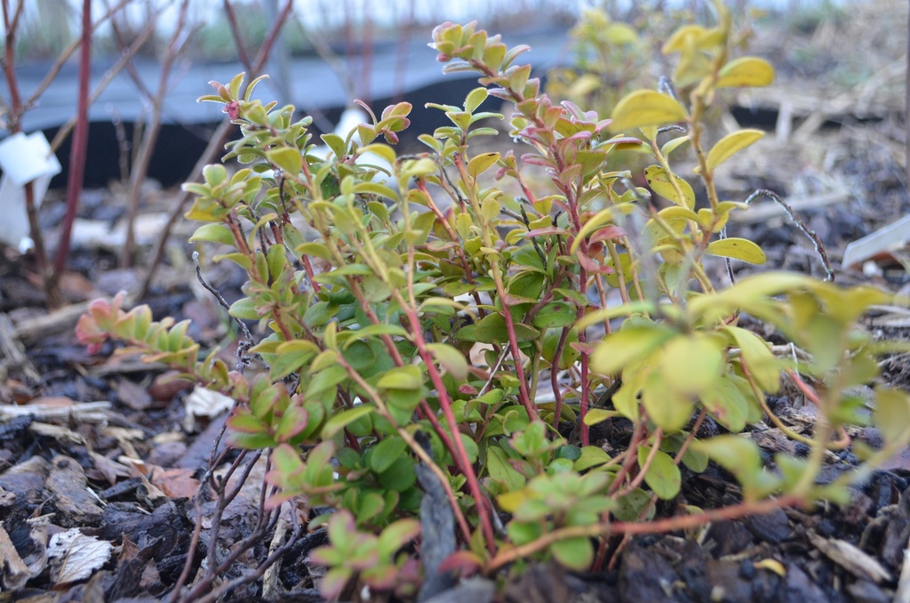 Vaccinium vitis-idaea  (Bio)