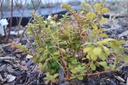 Vaccinium vitis-idaea 