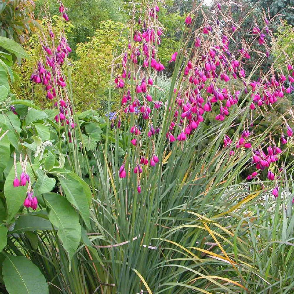 Dierama pulcherrimum 'Dark Cerise' (Bio)