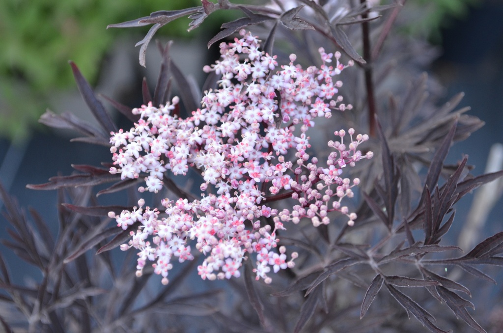 Sambucus nigra 'Black Lace'