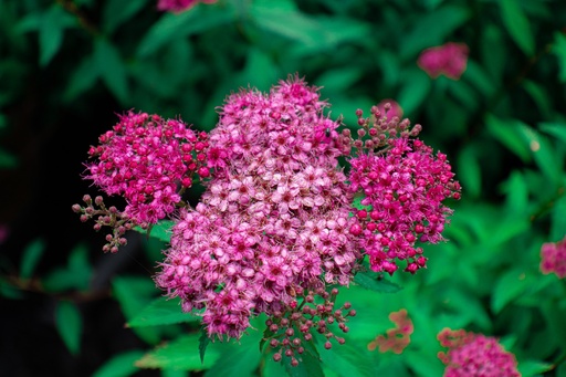 Spiraea japonica 'Anthony Waterer'