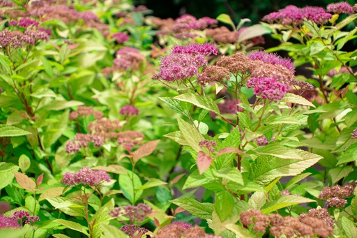 Spiraea japonica 'Goldflame'