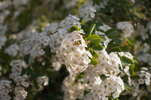 Spiraea x vanhouttei
