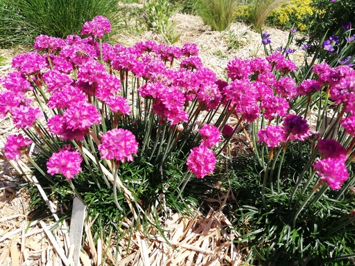 Armeria maritima 'Düsseldorfer Stolz'