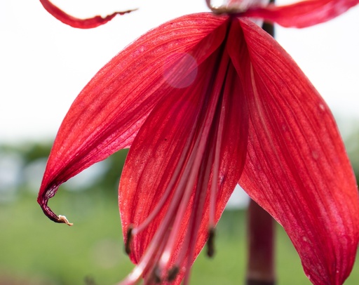 Sprekelia formosissima