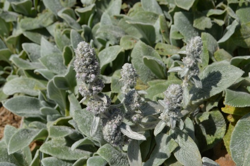 Stachys byzantina 'Silver Carpet'