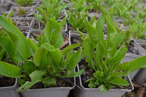 Armoracia rusticana