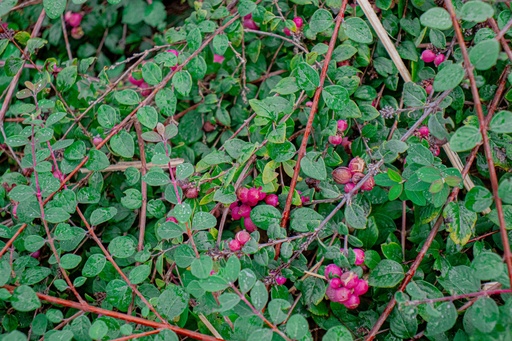 Symphoricarpos doorenbosii 'Mother of Pearl'