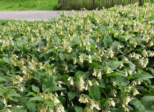 Symphytum grandiflorum