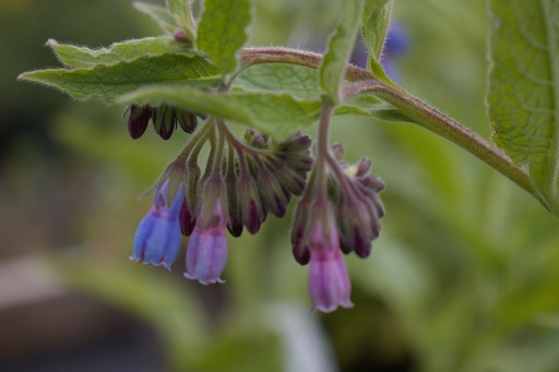 Symphytum officinale 'Bocking 14'