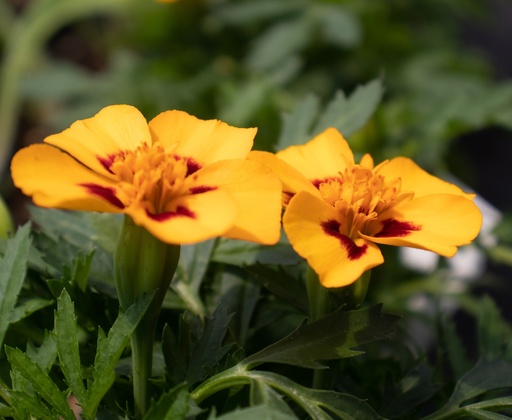 Tagetes patula