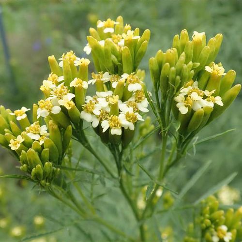 Tagetes minuta