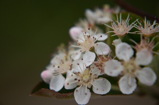 Aronia melanocarpa 'Nero'