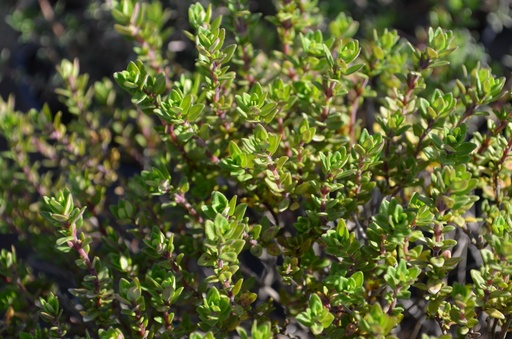 Thymus citriodorus (x)
