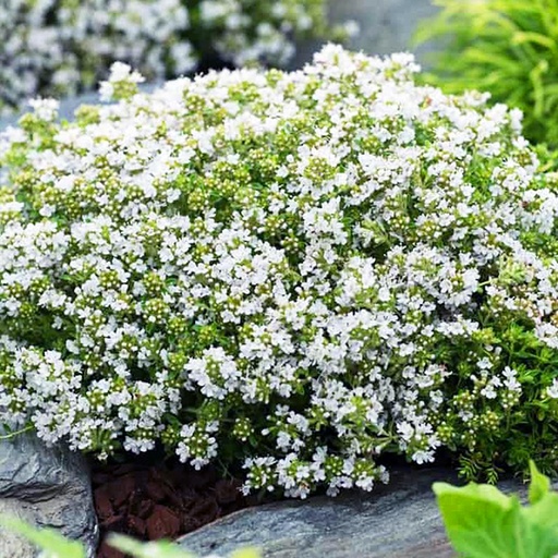 Thymus praecox 'Albiflorus'