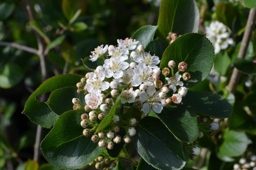 Aronia melanocarpa 'Viking'