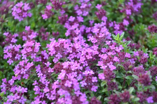 Thymus praecox 'Coccineus'