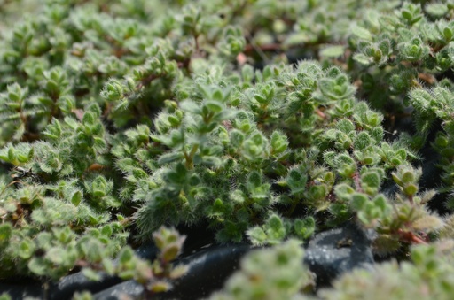Thymus praecox  var. pseudolanuginosus