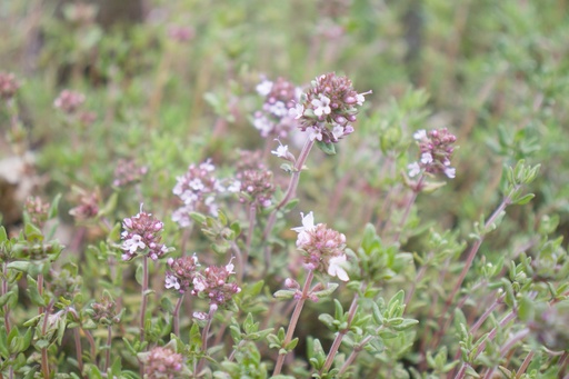 Thymus vulgaris 'German Winter'